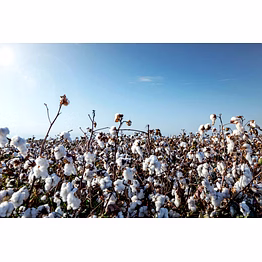 mcu-5, organic cotton & other variety indian raw cotton
