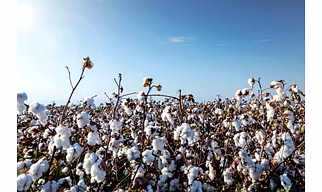 INDIAN RAW COTTON