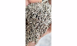 INDIAN CUMIN SEEDS