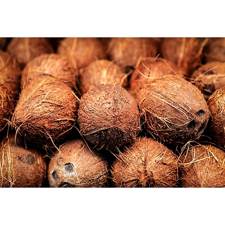 Coconut-1