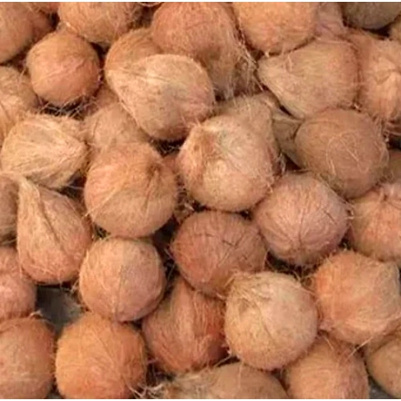 Coconut-12474938