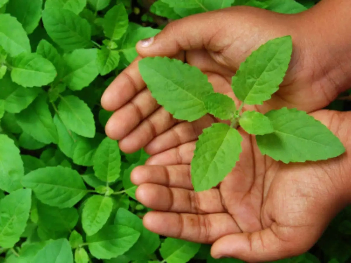 Tulsi patta (ocimum tenviflorum)-3