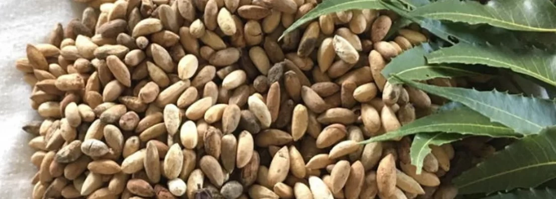 neem seed(azadirachta indica)-3