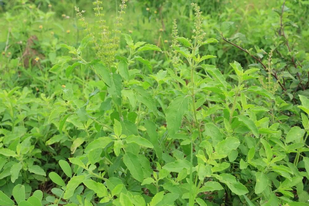 Tulsi patta (ocimum tenviflorum)-1