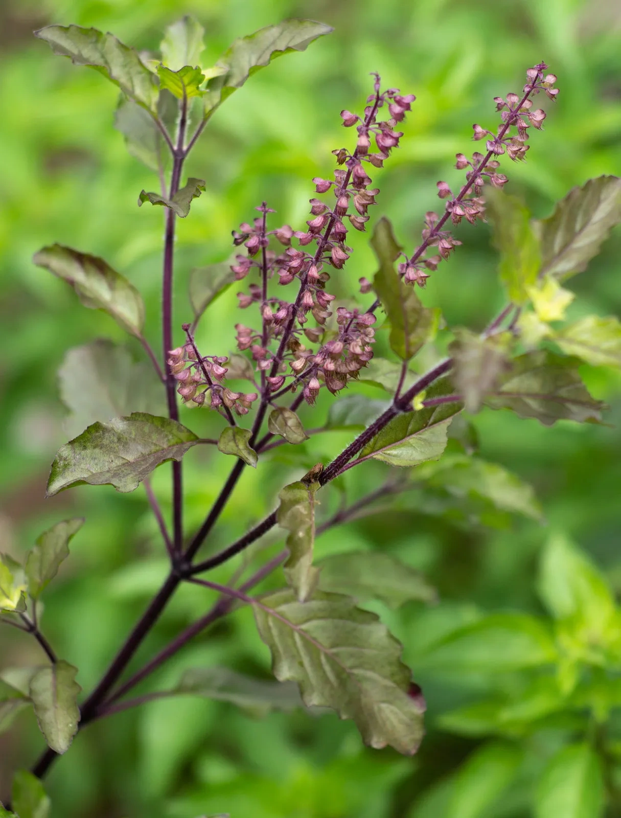 Tulsi patta (ocimum tenviflorum)-2