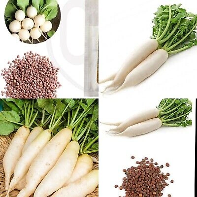 radish seed-12353986