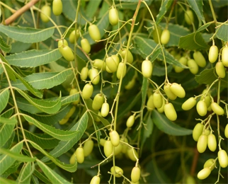 neem seed(azadirachta indica)-1