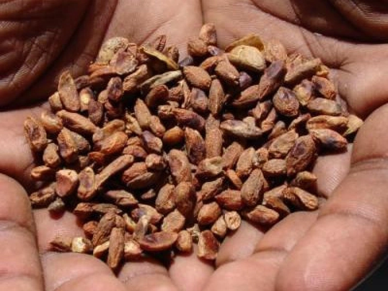 neem seed(azadirachta indica)-2