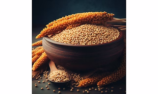 Jowar / Sorgum (Millet)