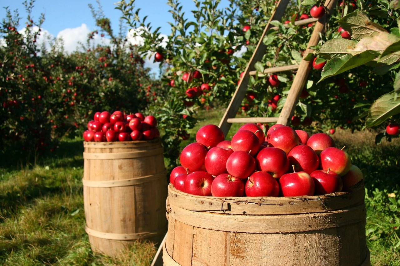 Kashmiri Apple-1