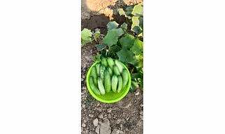 CUCUMBER SEEDS NIDHI, HYBRID