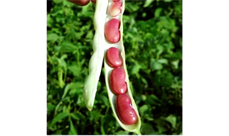 RED KIDNEY BEANS, SANDHYA