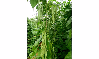 CORA BLACK BEANS, SADHNA