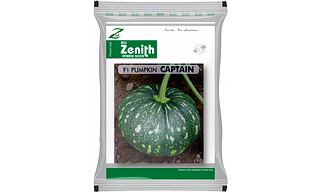 PUMPKIN CAPTAIN, HYBRID