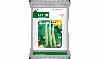 SPONGE GOURD WHITE LILLY, HYBRID