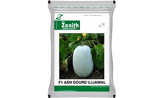 Ash Gourd Seeds Hybrid Ujjawal