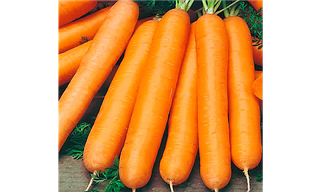 Carrot Kuroda (Orange) Hybrid (Vinita) & OP (ZH 55)