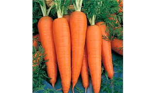 Carrot Early Nantes Hybrid (Vijeta)& OP (ZH66)