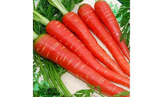 Carrot Red Seeds OP ZH 77