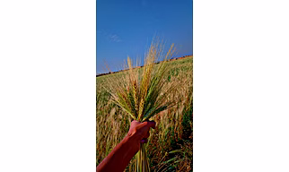 Wheat