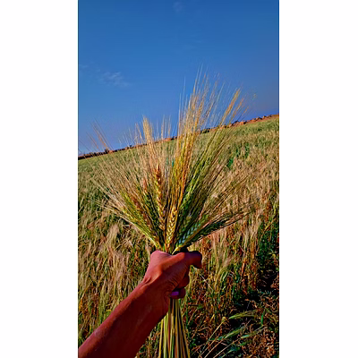 wheat