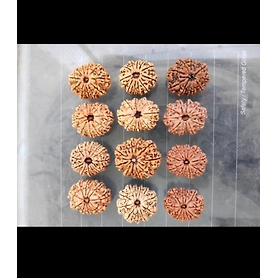 Rudraksha