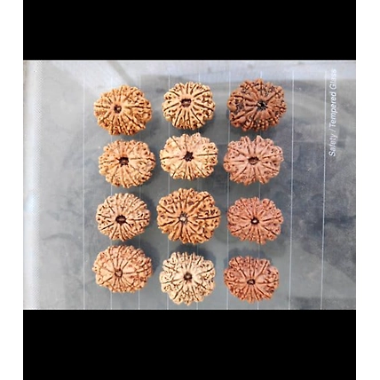 Rudraksha-12334628
