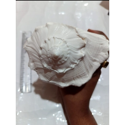 Rudraksha-2
