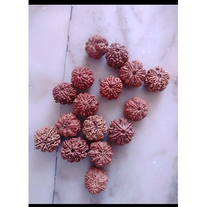 Rudraksha mala Rudraksha beads-2