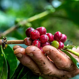 Pure Arabica Coffee Beans