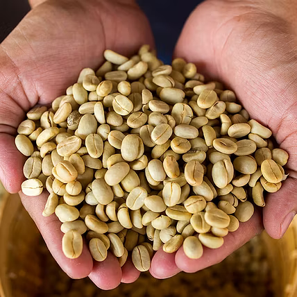 Pure Arabica Coffee Beans-12379186