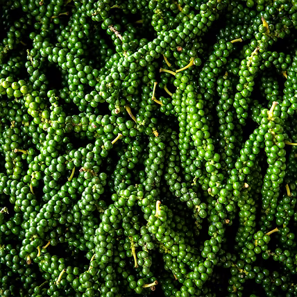 Black Pepper - Kolli Hills-3