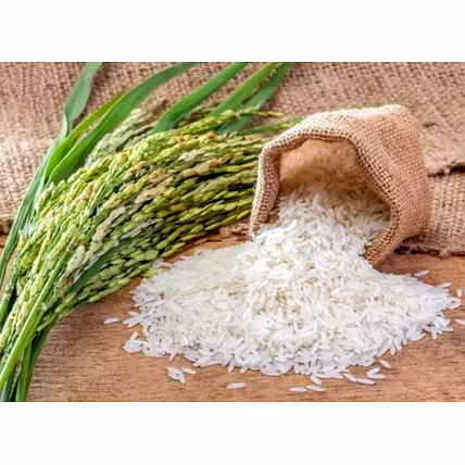 Jasmine Rice (Thooyamalli rice)-12349002
