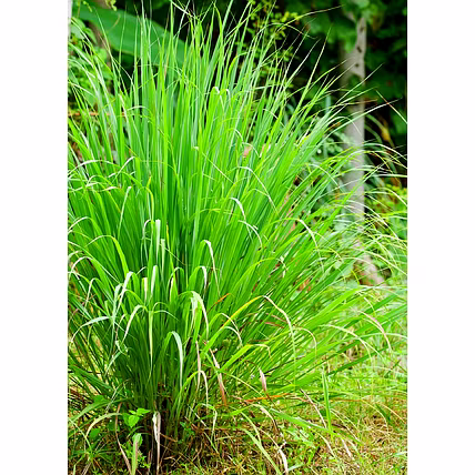 Lemongrass Essential Oil (Fresh / Dried / Oil)-12370978