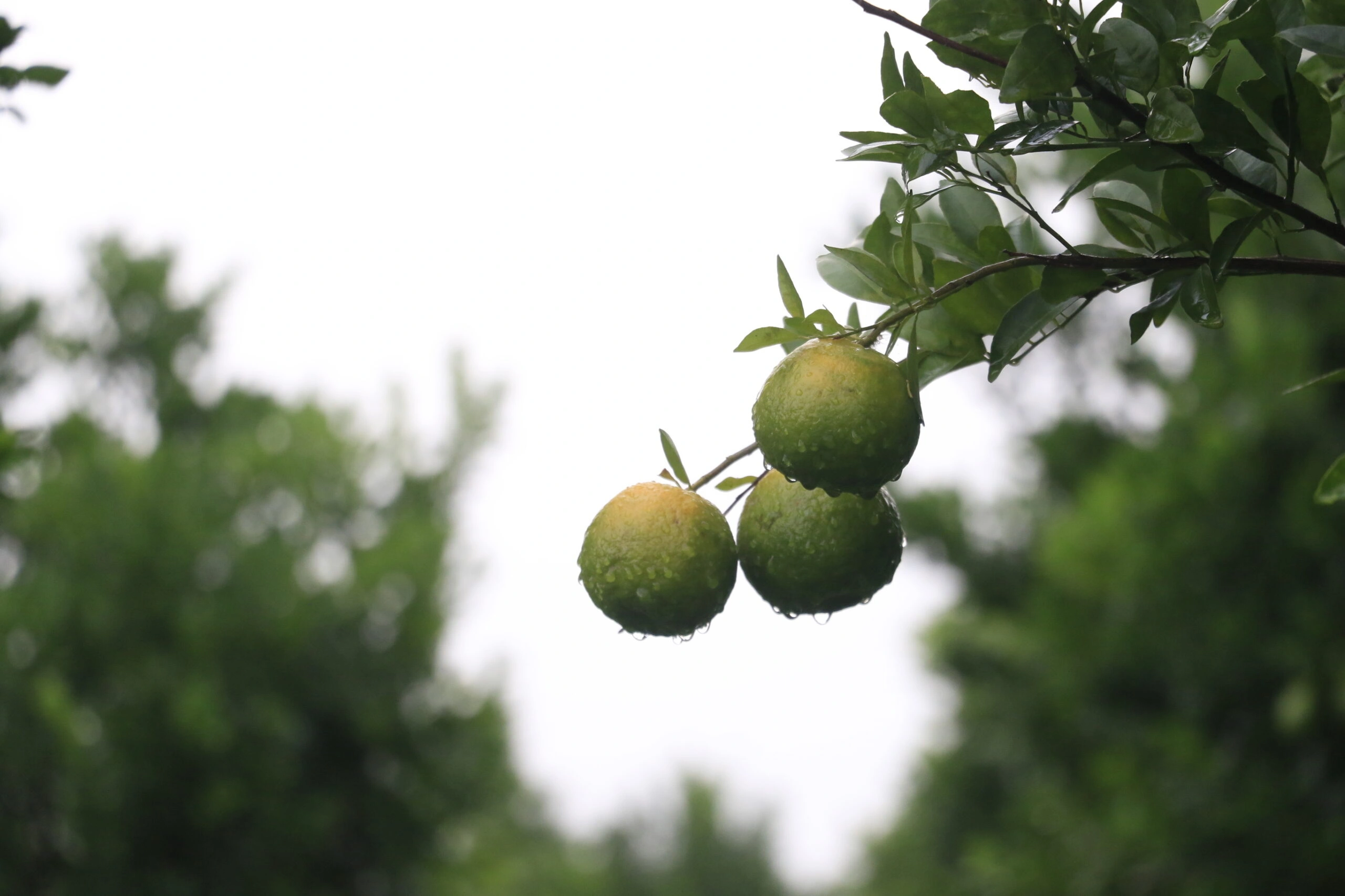 Nagpur Orange (Mandarin)-5