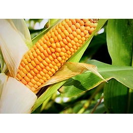 Maize/Corn