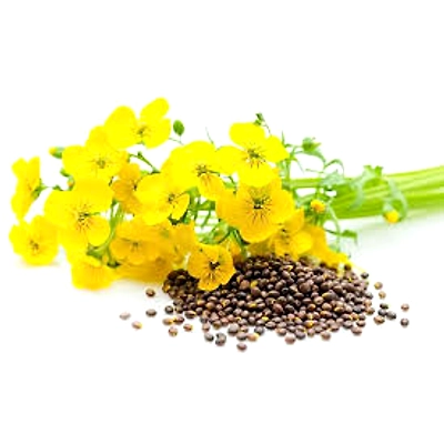mustard seeds-1