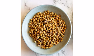 coriander
