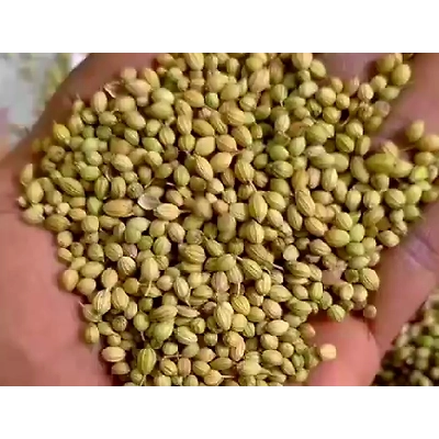 coriander-1