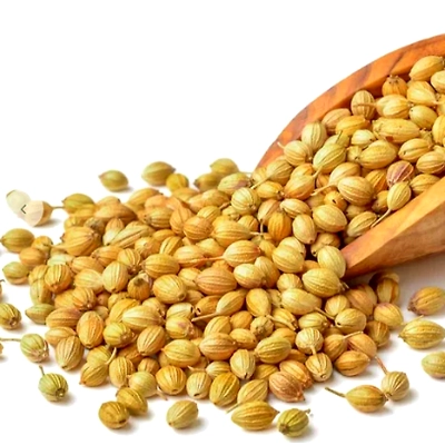 coriander-2