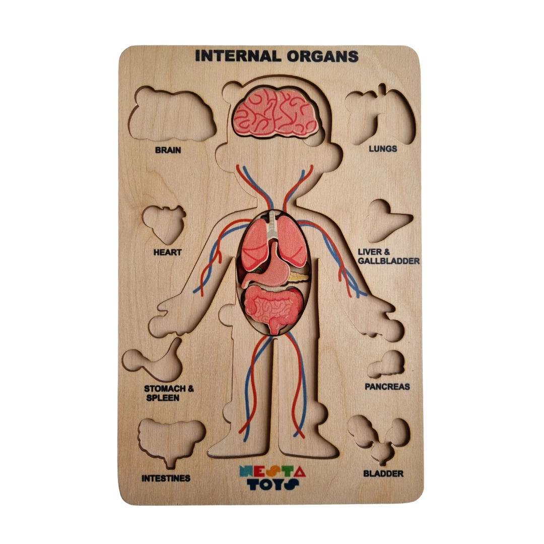 NESTA TOYS - Human Anatomy | Internal Organs Puzzle-4