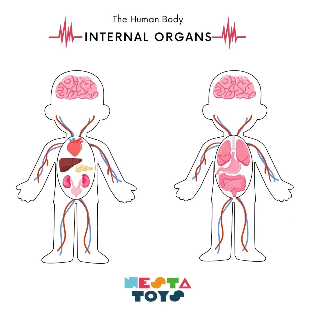 NESTA TOYS - Human Anatomy | Internal Organs Puzzle-5