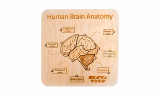 NESTA TOYS - Human Brain Anatomy Puzzle | DIY Coloring Activity (13 Pieces)