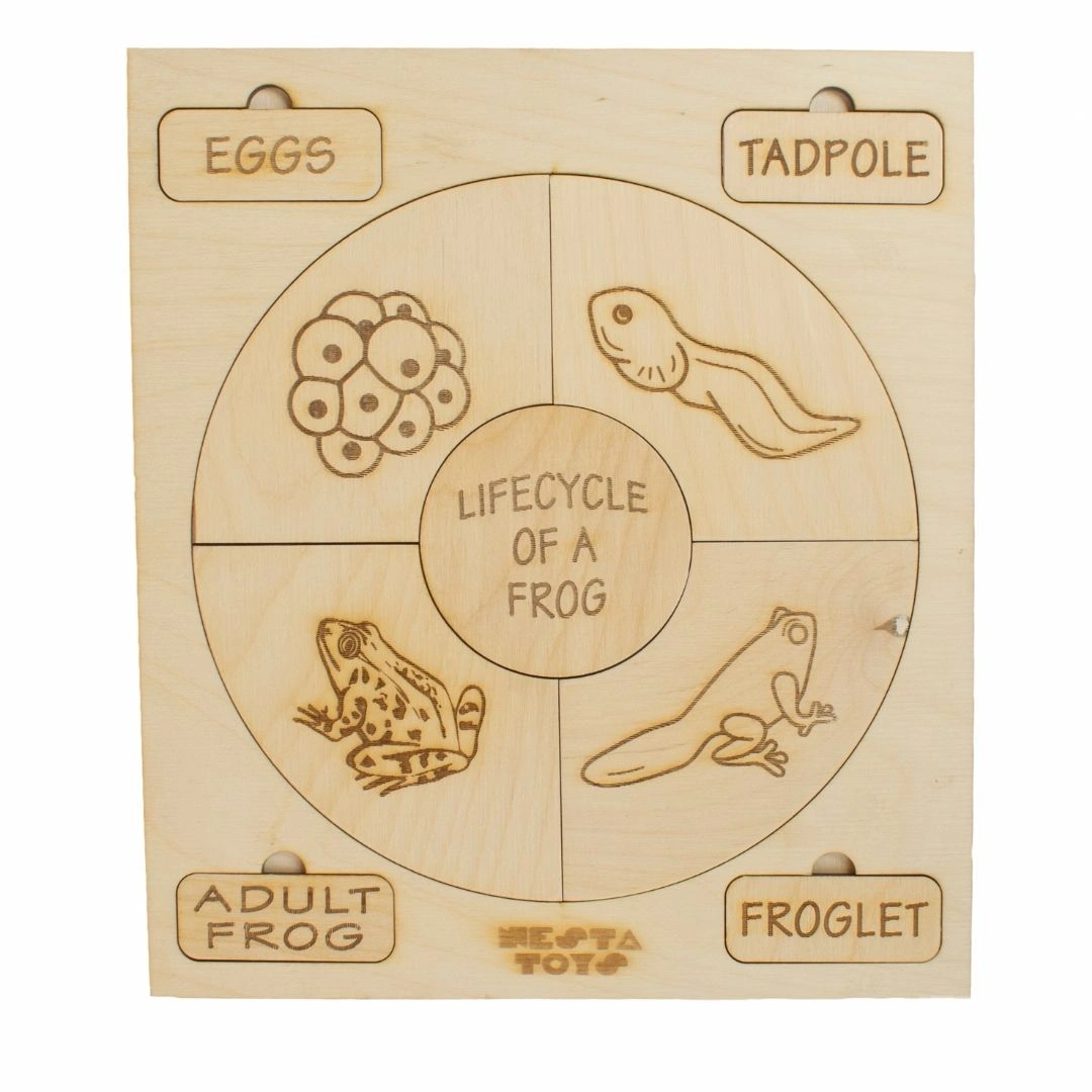 NESTA TOYS - Montessori Life Cycle Puzzle | DIY Coloring Activity (36 Pieces) - Frog, Plant, Chicken &amp; Butterfly-2