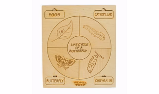 NESTA TOYS - Montessori Life Cycle Puzzle | DIY Coloring Activity (36 Pieces) - Frog, Plant, Chicken & Butterfly