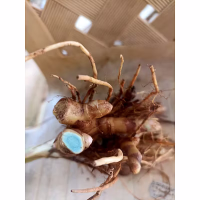 Black Turmeric-12348876