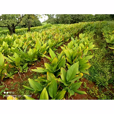Black Turmeric-3