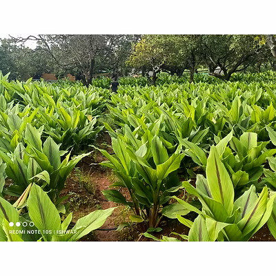 Black Turmeric-1