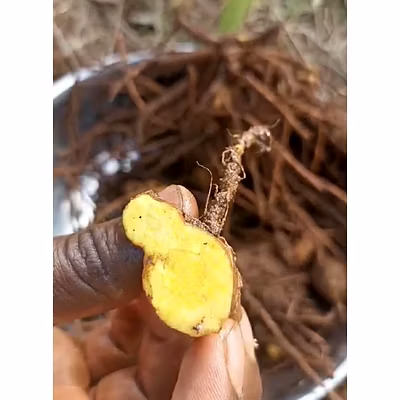 Javanese Turmeric-12356886