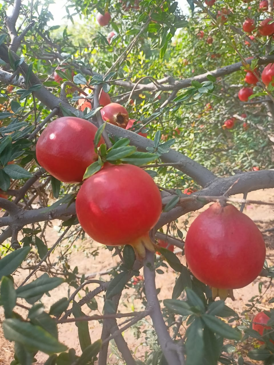 Pomegranate-1